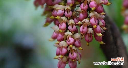 探秘这种神秘的植物 香水草的花语与文化背景