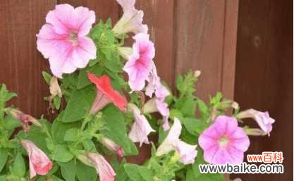 探秘这种神秘的植物 香水草的花语与文化背景