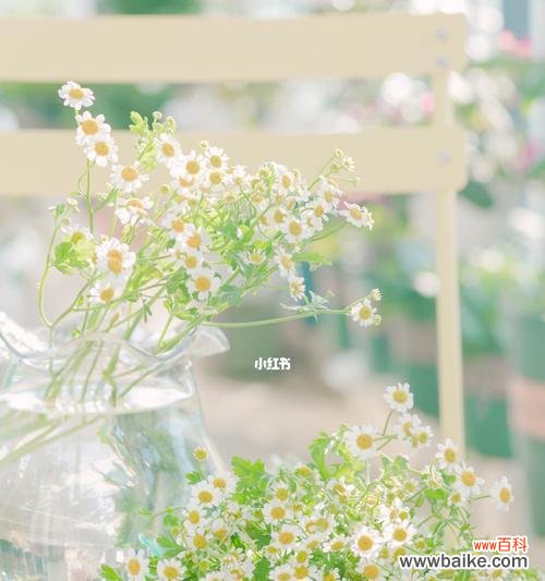 小雏菊的意义与象征意义 探秘小雏菊的花语