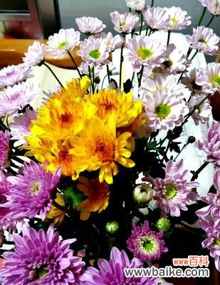 小雏菊的意义与象征意义 探秘小雏菊的花语