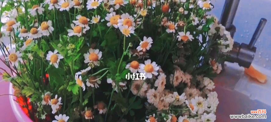 小雏菊的意义与象征意义 探秘小雏菊的花语