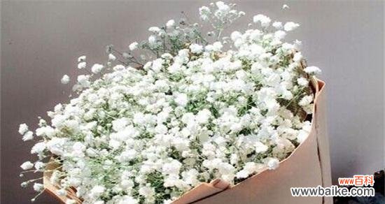 解读满天星的神秘与魅力 满天星的花语和象征意义