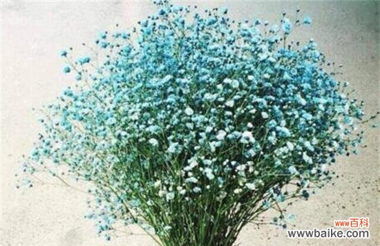 解读满天星的神秘与魅力 满天星的花语和象征意义