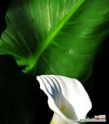 解析马蹄莲的象征意义，了解不同文化中的寓意和传说 探秘马蹄莲的花语与寓意