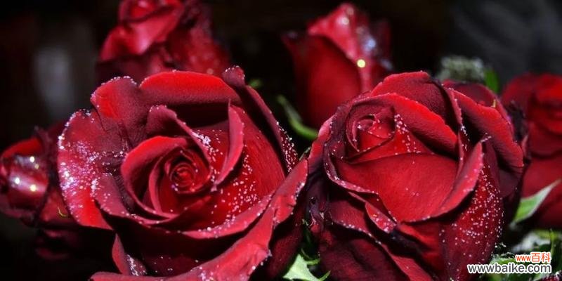探究玫瑰花在不同数量下所代表的意义 探究玫瑰花在不同数量下所代表的意义