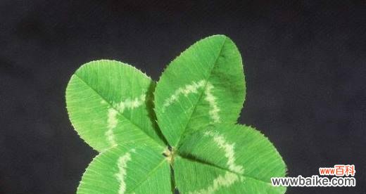 探寻四叶草背后的奥秘 四叶草的花语与意义