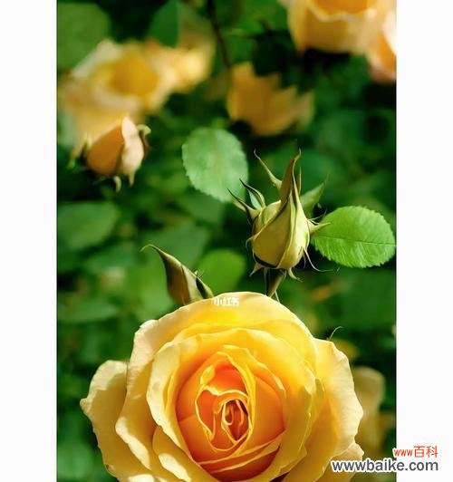 恋爱、友情、祝福，黄色花束适合送给哪些人？ 19朵黄玫瑰的代表意义