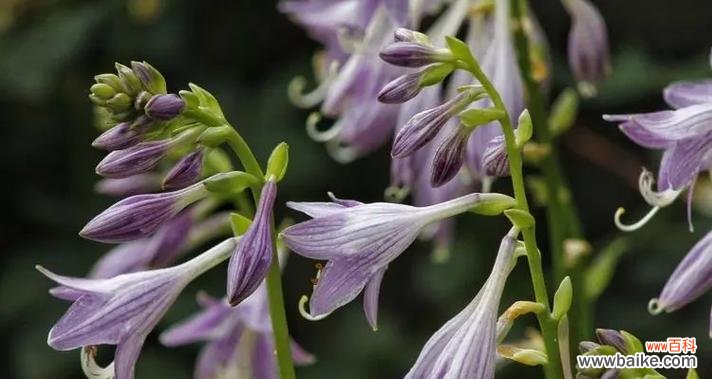 百合花的花语和原谅之间的深刻联系 以百合花的花语探讨原谅