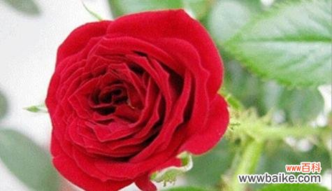 以太阳花为象征的友谊之美 挚友如花