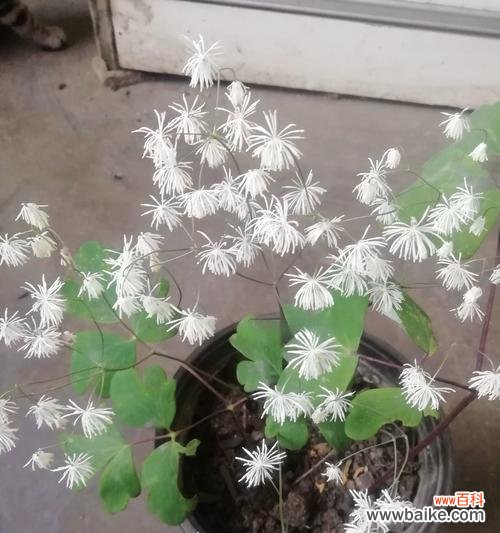 适合送给老人的植物有哪些？送老人植物的意义是什么？