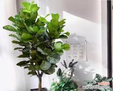 适合送给老人的植物有哪些？送老人植物的意义是什么？