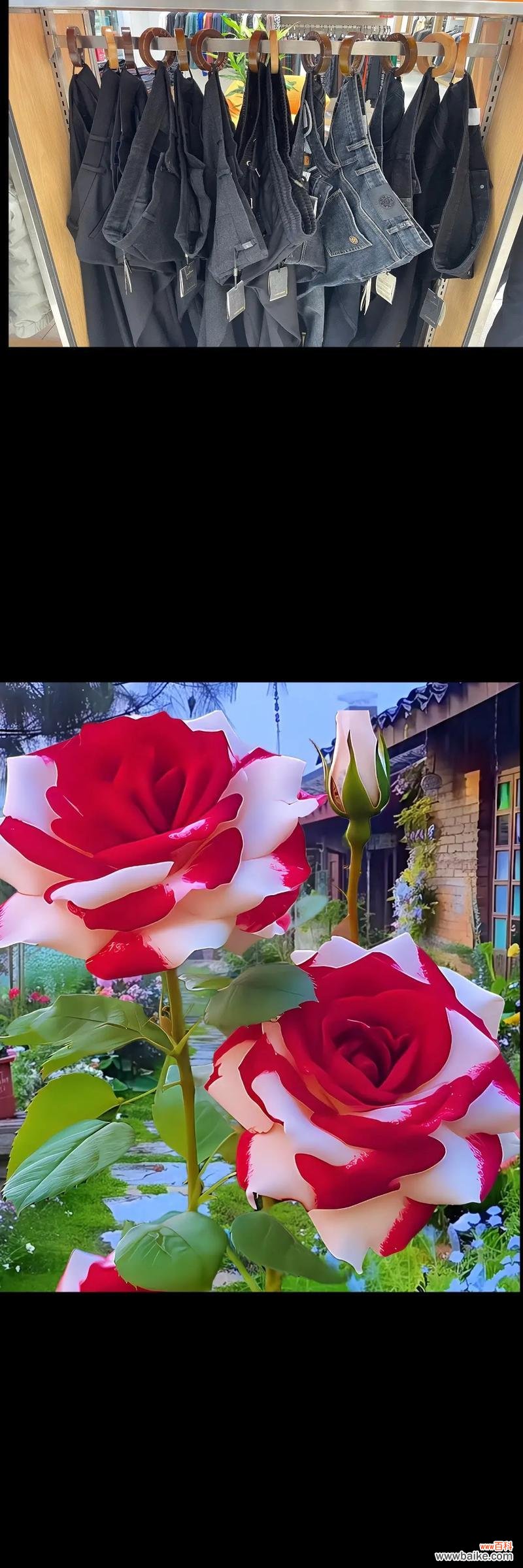 养玫瑰花寓意最佳的是什么？