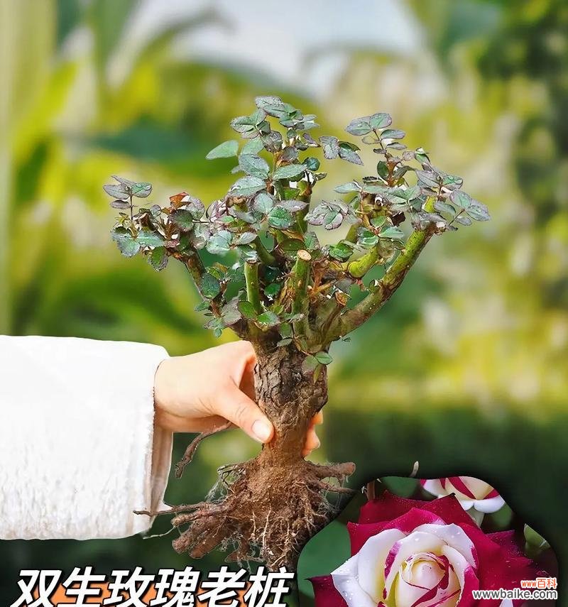 养玫瑰花寓意最佳的是什么？