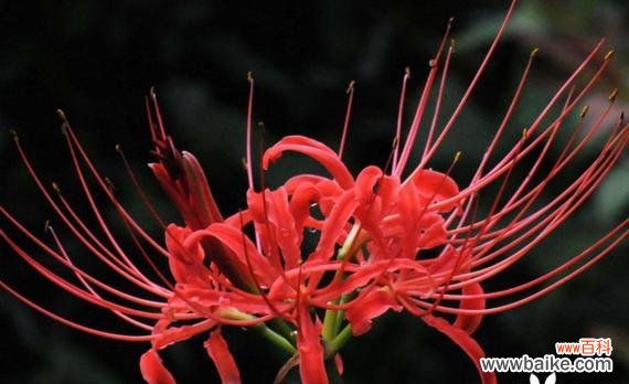 彼岸花的花语具体是什么？它在文化中象征着什么？