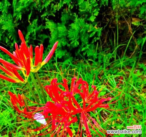 彼岸花的花语具体是什么？它在文化中象征着什么？