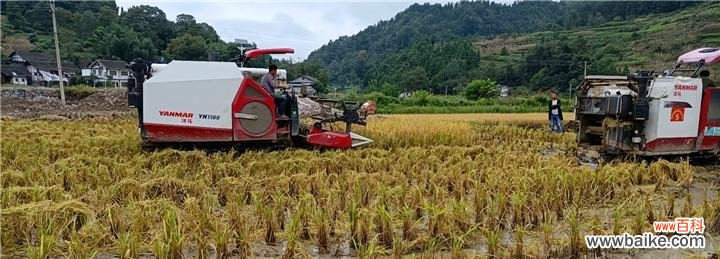 为什么需要抢收水稻？它背后的原因是什么？