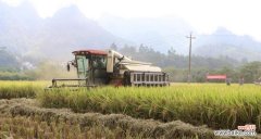 为什么需要抢收水稻？它背后的原因是什么？