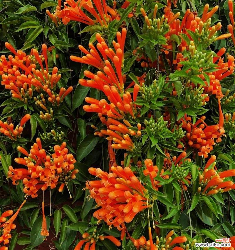 花卉是什么意思？花卉的象征意义有哪些？