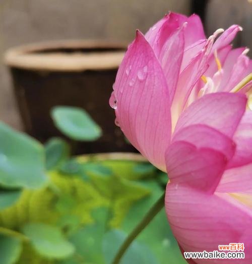 花卉是什么意思？花卉的象征意义有哪些？