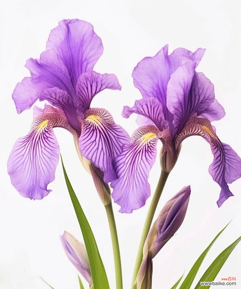 花卉是什么意思？花卉的象征意义有哪些？