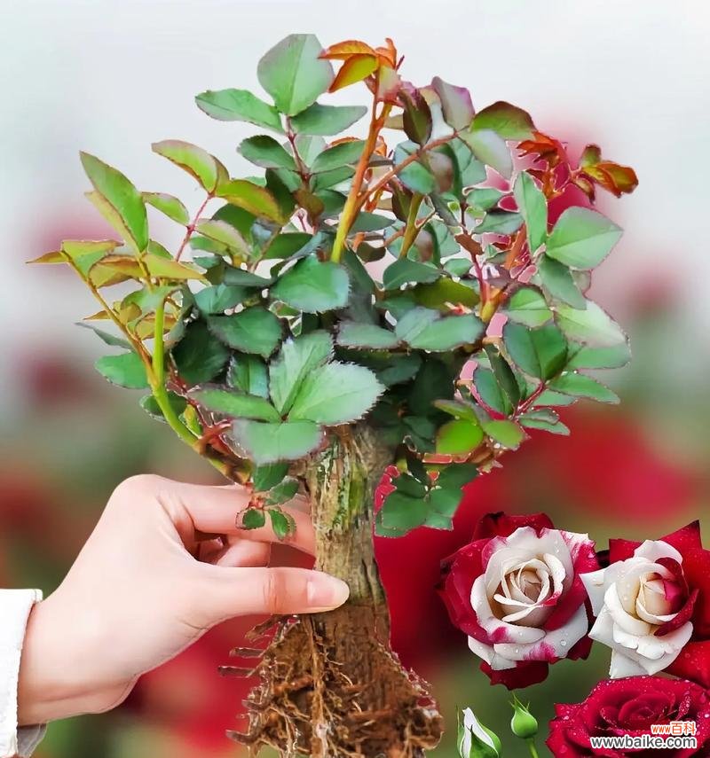 在房子摆放玫瑰花有何寓意？它象征着什么？