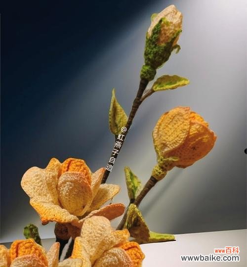 在房子摆放玫瑰花有何寓意？它象征着什么？