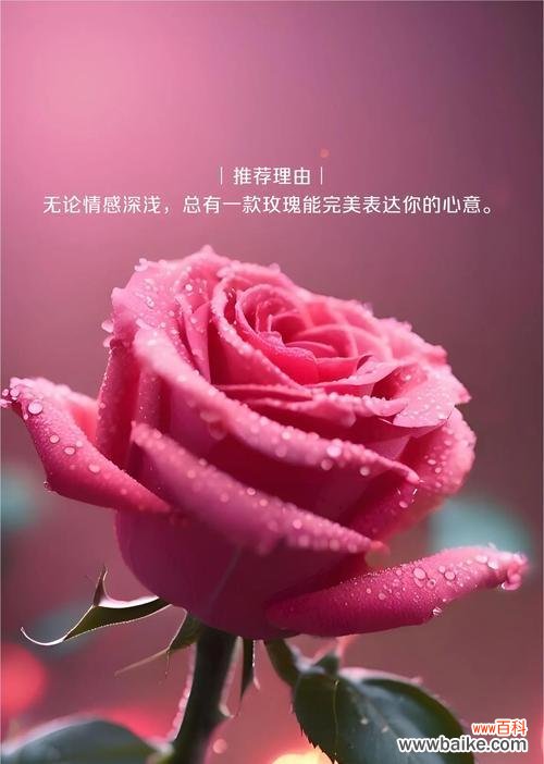 哪种花的花语最能表达心意？