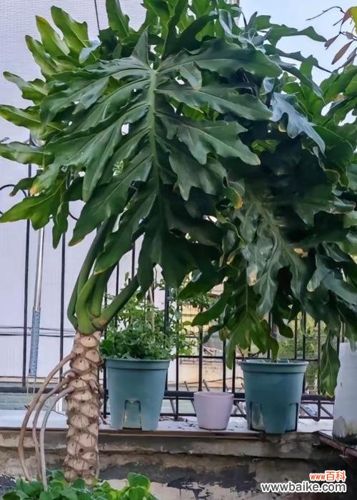 盆栽一半黄一半绿代表什么？寓意有何特别之处？