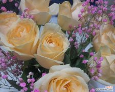 了解玫瑰的含义，更懂你送礼之心 解读香槟玫瑰的花语与寓意