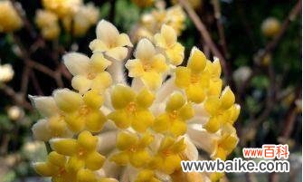 探究依米花的神秘花语 探究依米花的神秘花语