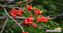 缤纷多彩的木棉花，呈现生命的美好 木棉花，春夏之交的花语