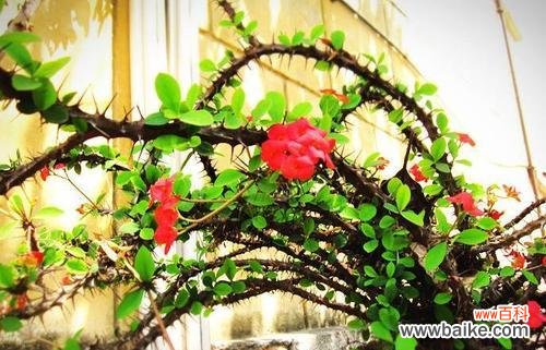 揭开虎刺梅花背后的秘密 探寻虎刺梅的花语