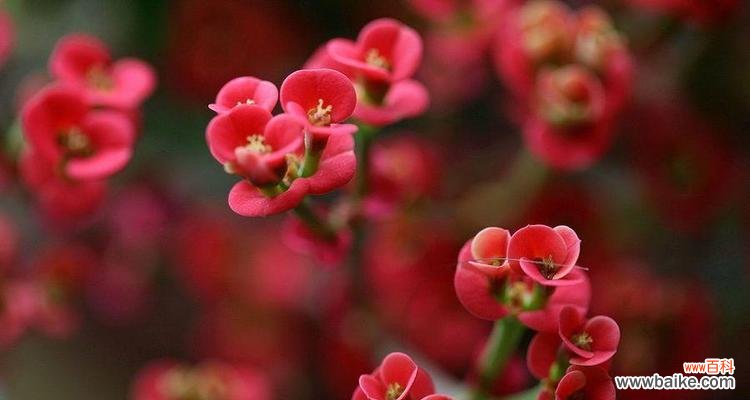 揭开虎刺梅花背后的秘密 探寻虎刺梅的花语