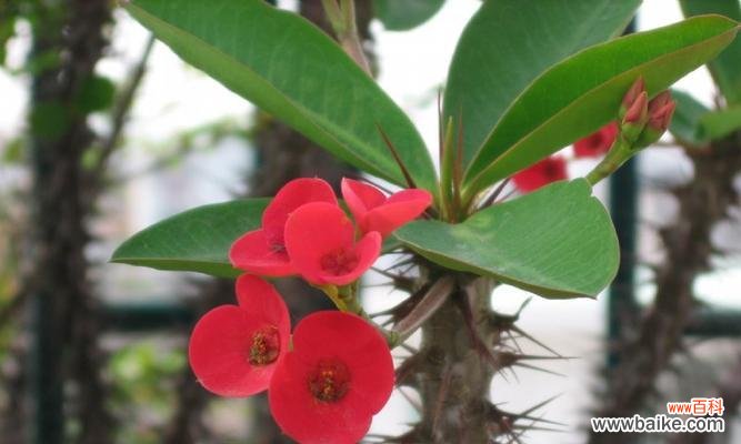 揭开虎刺梅花背后的秘密 探寻虎刺梅的花语