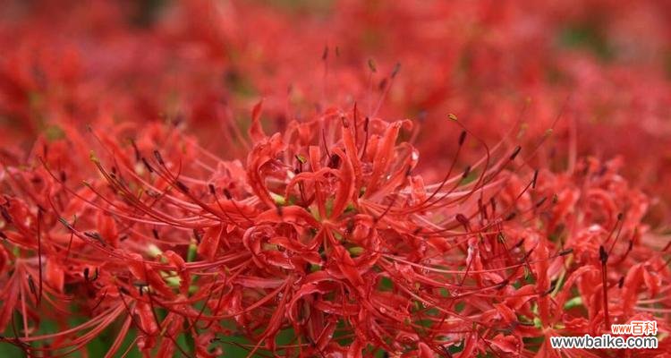 探寻美丽与哀思的交织，感悟生命的意义 花开彼岸心意相连——探究彼岸花花语