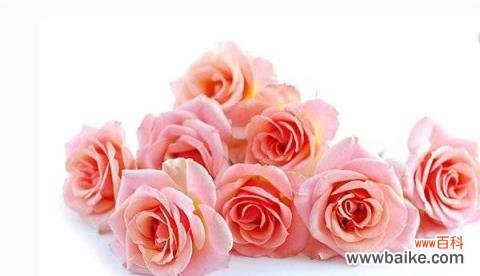 解读玫瑰花的神秘语言 玫瑰花数量的含义