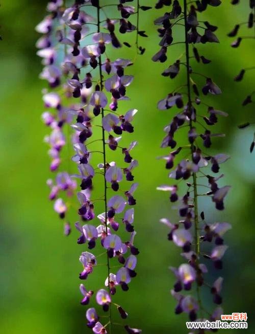 以“希望”为核心诠释紫藤的含义 紫藤花语与美丽情感