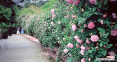 娇艳的蔷薇，传递爱的信息 蔷薇花的花语与寓意