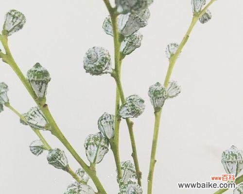 探寻尤加利的意义和象征，感受它带来的内心和外在美好 尤加利的花语——清新和平