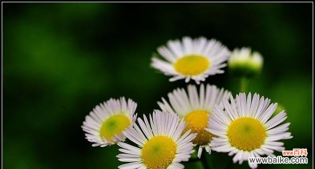 用“纯真”驱散阴霾 小雏菊的花语和寓意