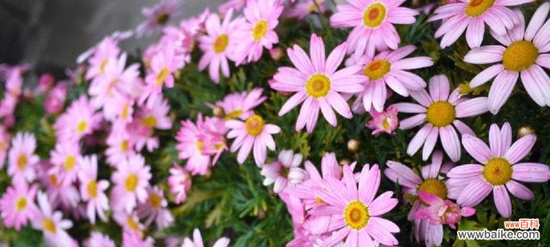 用“纯真”驱散阴霾 小雏菊的花语和寓意