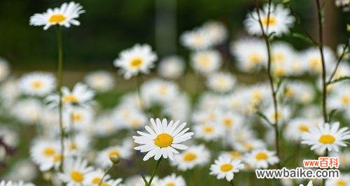 用“纯真”驱散阴霾 小雏菊的花语和寓意