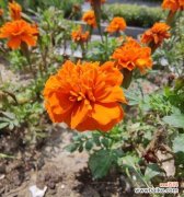 揭秘孔雀草的八种含义 孔雀草的花语