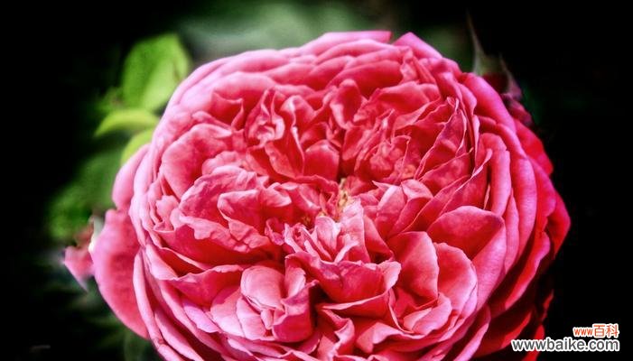 探寻月季花各色花语，让生活更加多彩 月季花的花语