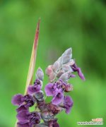 花开花落 以菊花花语重生为主题的文章