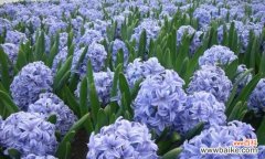 阳光般自信的秘诀 以向日葵的花语为主题的自信文章