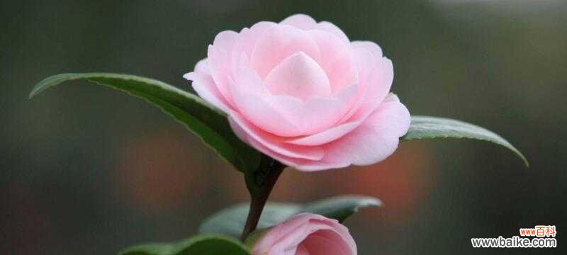 向日葵 自信阳光——以向日葵的花语探索自信和阳光的力量