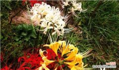 探寻黑暗中的花语之谜 花语中的诅咒