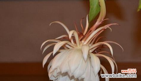 揭示花语中隐藏的黑暗面 花语中的罪孽——以罪孽为主题的花语解读