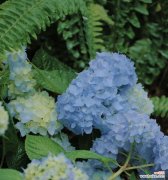 阳光带来的勇气与坚持 以向日葵花语为主题的自我探索之旅